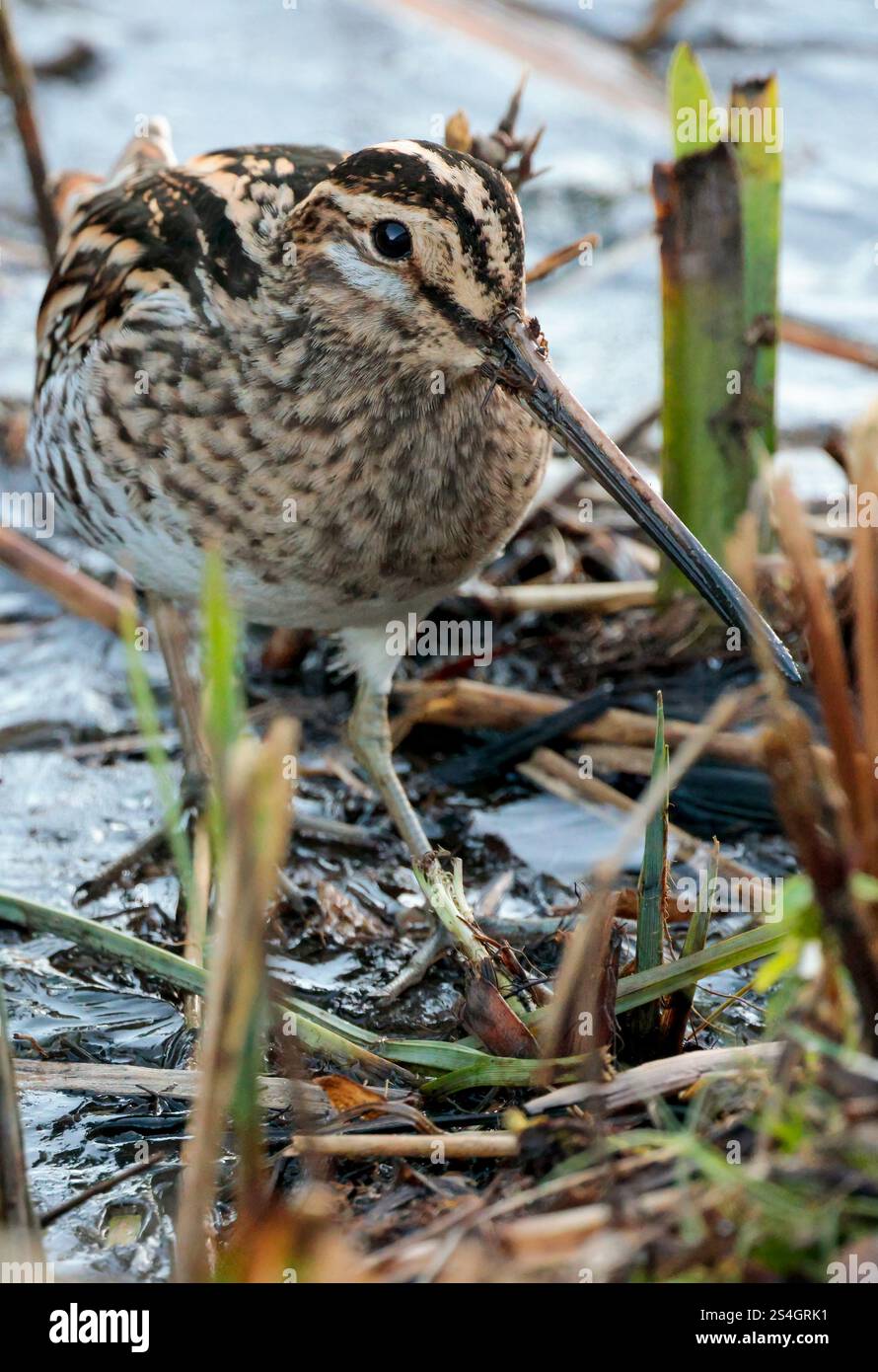 Cassone gnocchiato Snipe Gallinago x2 con becco dritto molto lungo piumaggio marrone buffastro striato da linee bianche e nere strisce scure sulla testa in canne tagliate Foto Stock