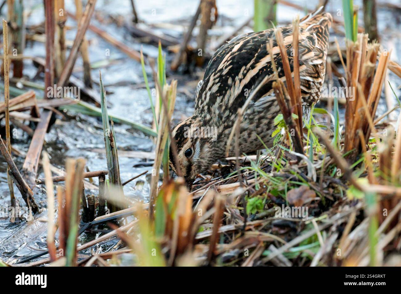 Cassone gnocchiato Snipe Gallinago x2 con becco dritto molto lungo piumaggio marrone buffastro striato da linee bianche e nere strisce scure sulla testa in canne tagliate Foto Stock