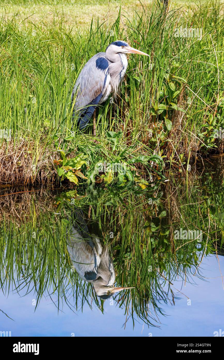 Un airone grigio, Ardea cinerea, in piedi sulla riva del fiume e riflesso nell'acqua calma. Un uccello da guado dalle gambe lunghe che si trova in tutta Europa, Asia e pennsylvania Foto Stock