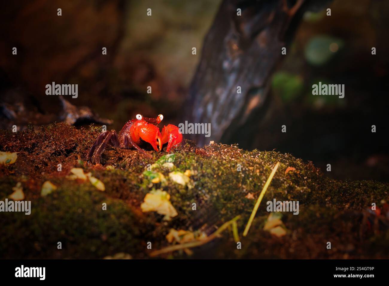 Red Devil Vampire Crab, Geosesarma hagen, un granchio d'acqua dolce endemico di Giava, Indonesia. Una piccola specie notturna che vive in un caldo An Foto Stock