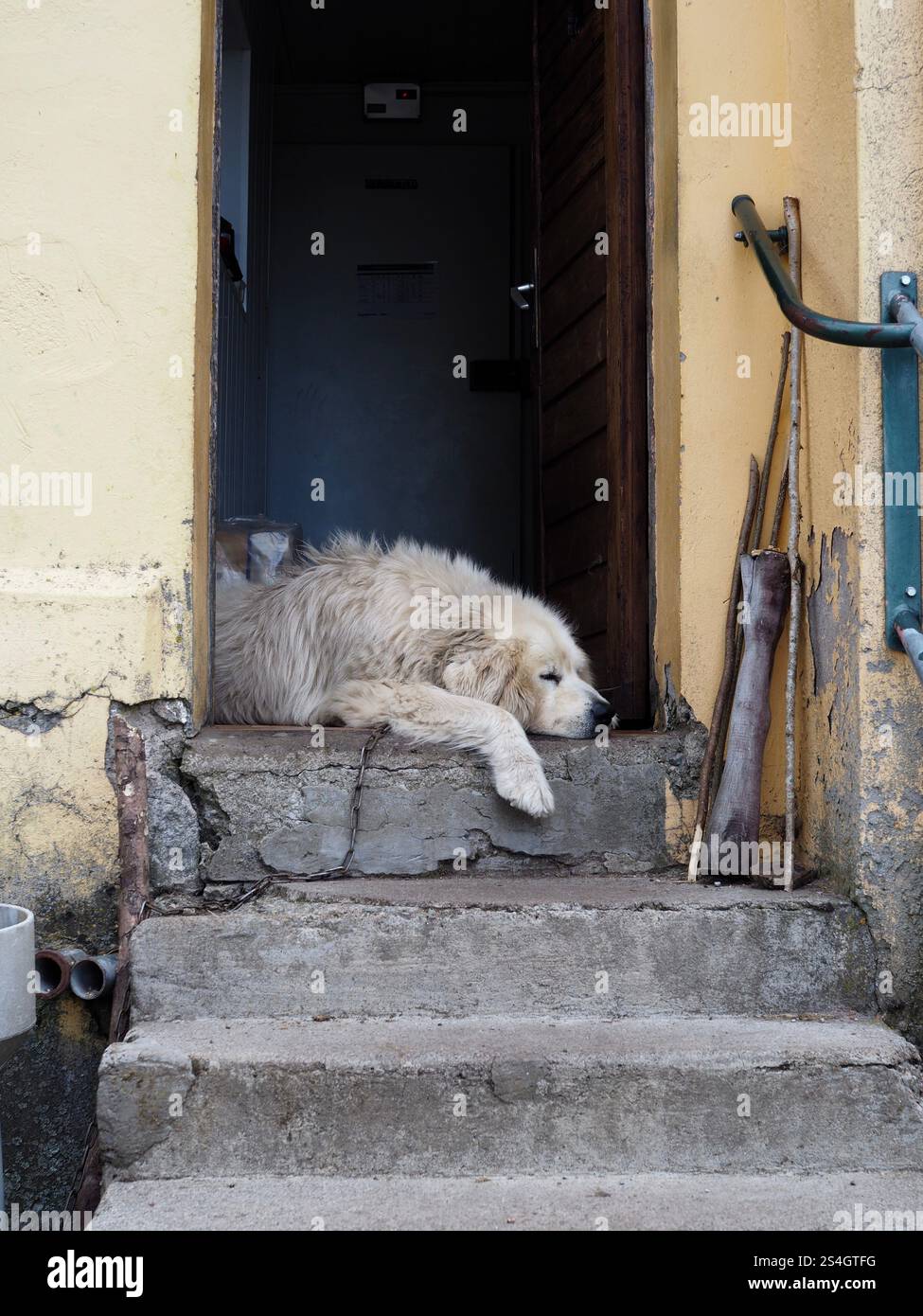 Cane bianco che riposa pacificamente su gradini di pietra in una rustica porta di una casa di campagna, in un tranquillo ambiente rurale Foto Stock