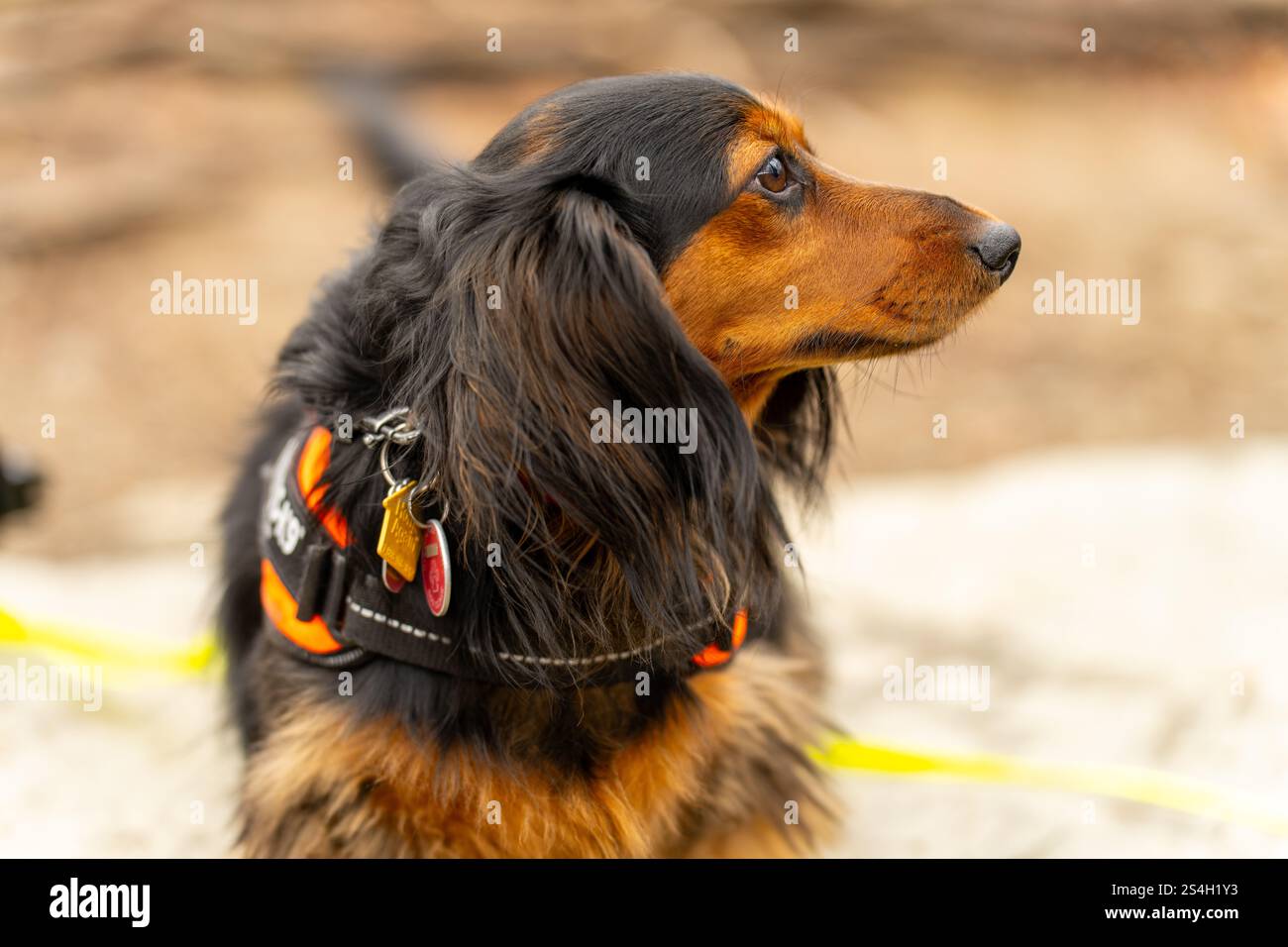 Un bellissimo Dachshund in miniatura dai capelli lunghi Black e Tan che si erge orgoglioso nel bosco Foto Stock