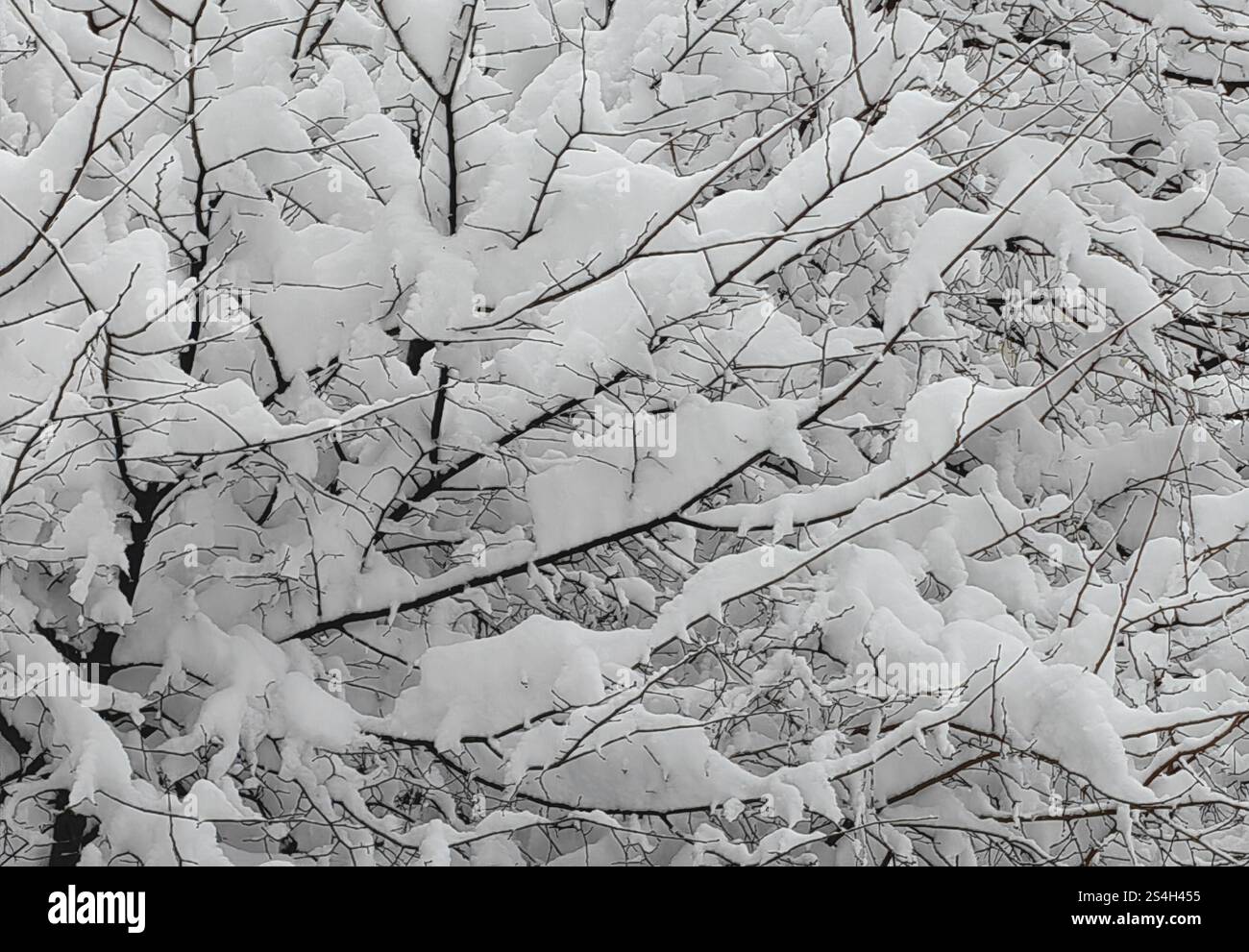 Rami di alberi ricoperti di neve in inverno Foto Stock