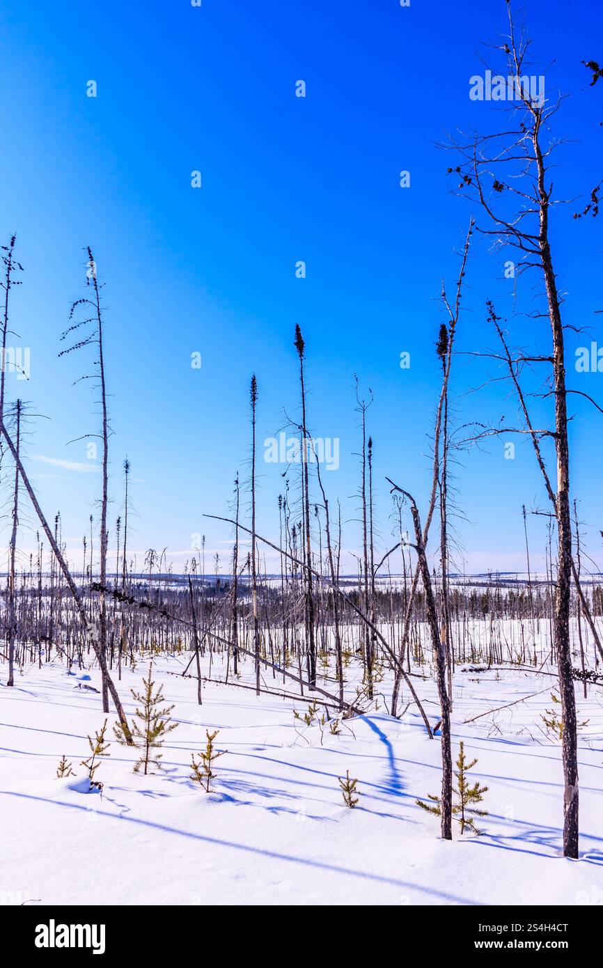 Un campo di alberi morti con neve sul terreno. Il cielo è blu e limpido. La scena è cupa e desolata Foto Stock