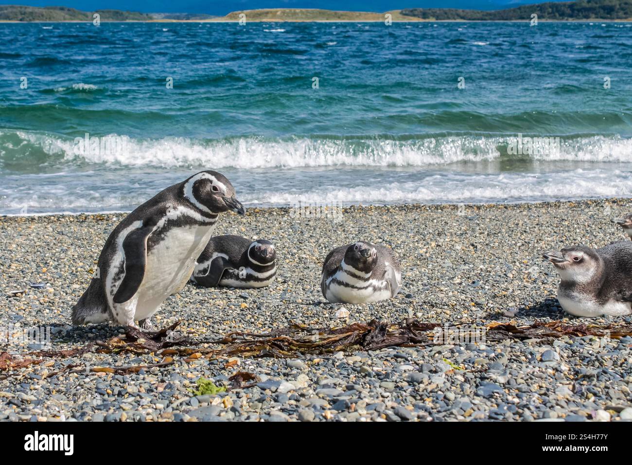 Colonia di pinguini di Magellano sull'Isla Martillo a Ushuaia, Argentina. Patagonia e Tierra del Fuego fauna marina del Sud America. Pinguini sulla riva del mare Foto Stock