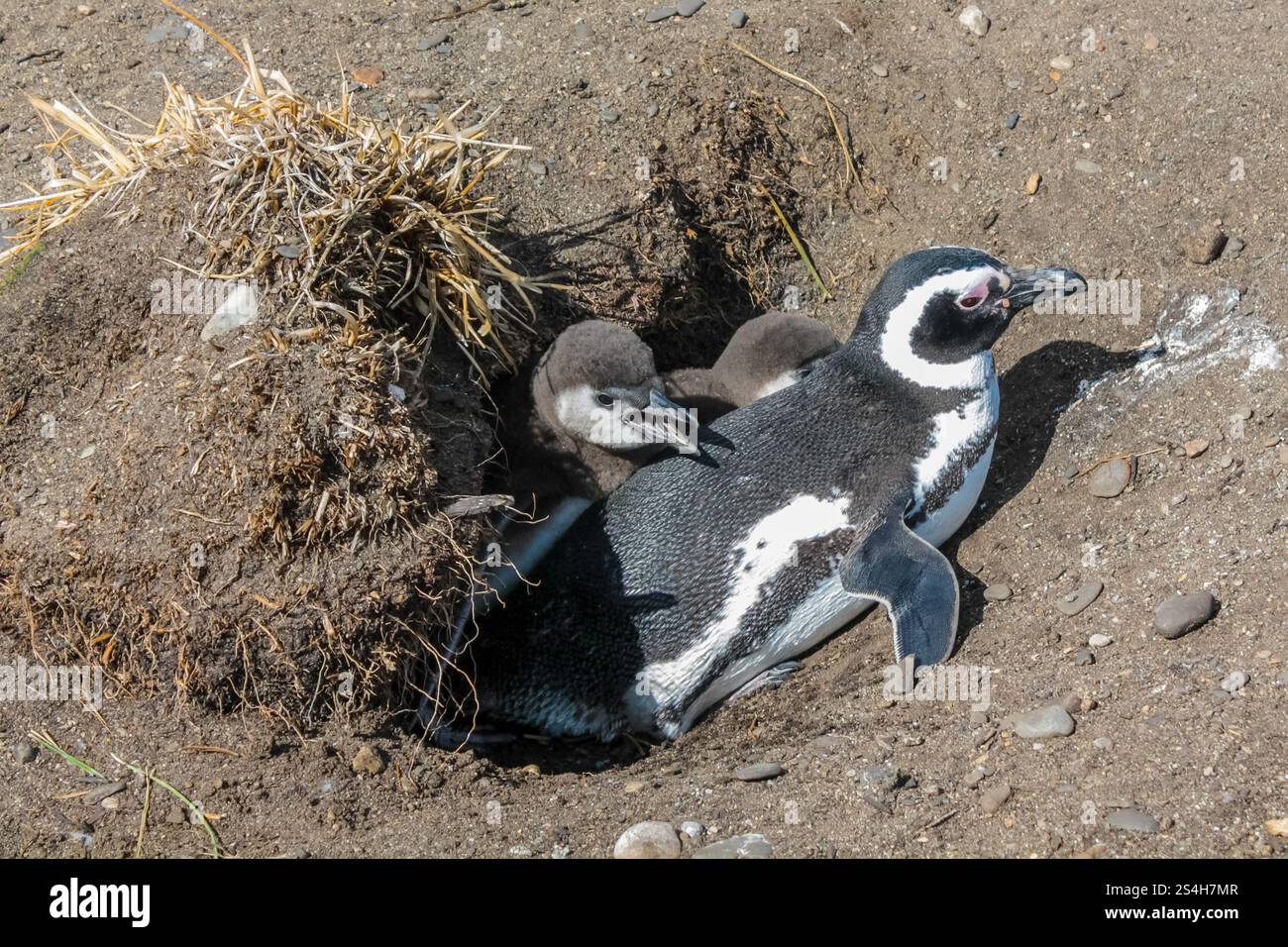 Colonia di pinguini di Magellano sull'Isla Martillo a Ushuaia, Argentina. Patagonia e Tierra del Fuego fauna marina del Sud America. Pinguini sulla riva del mare Foto Stock