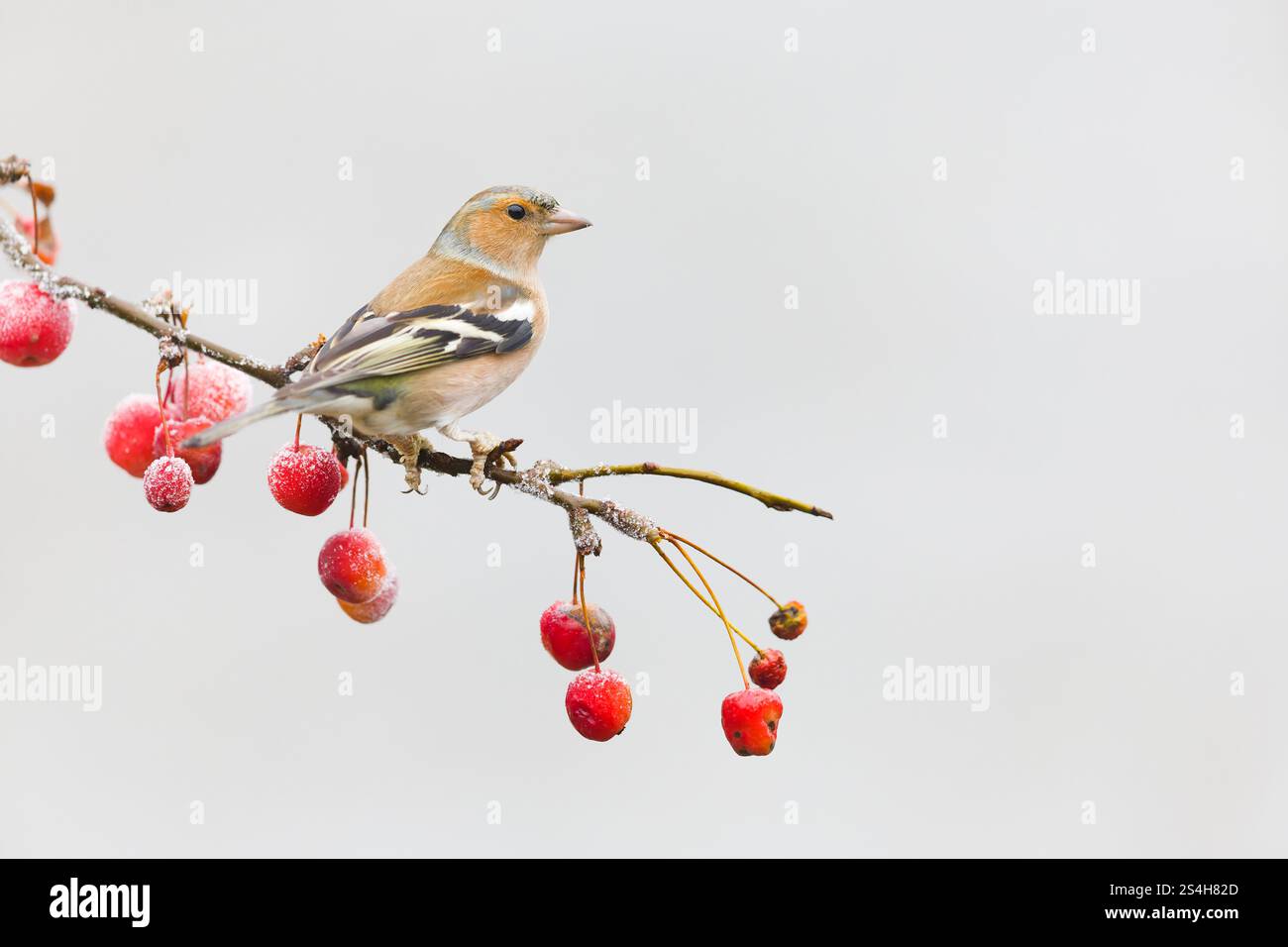 Coelebs Fringilla comune, maschio adulto arroccato su un ramo di mele di granchio ricoperto di gelo, Suffolk, Inghilterra, gennaio Foto Stock