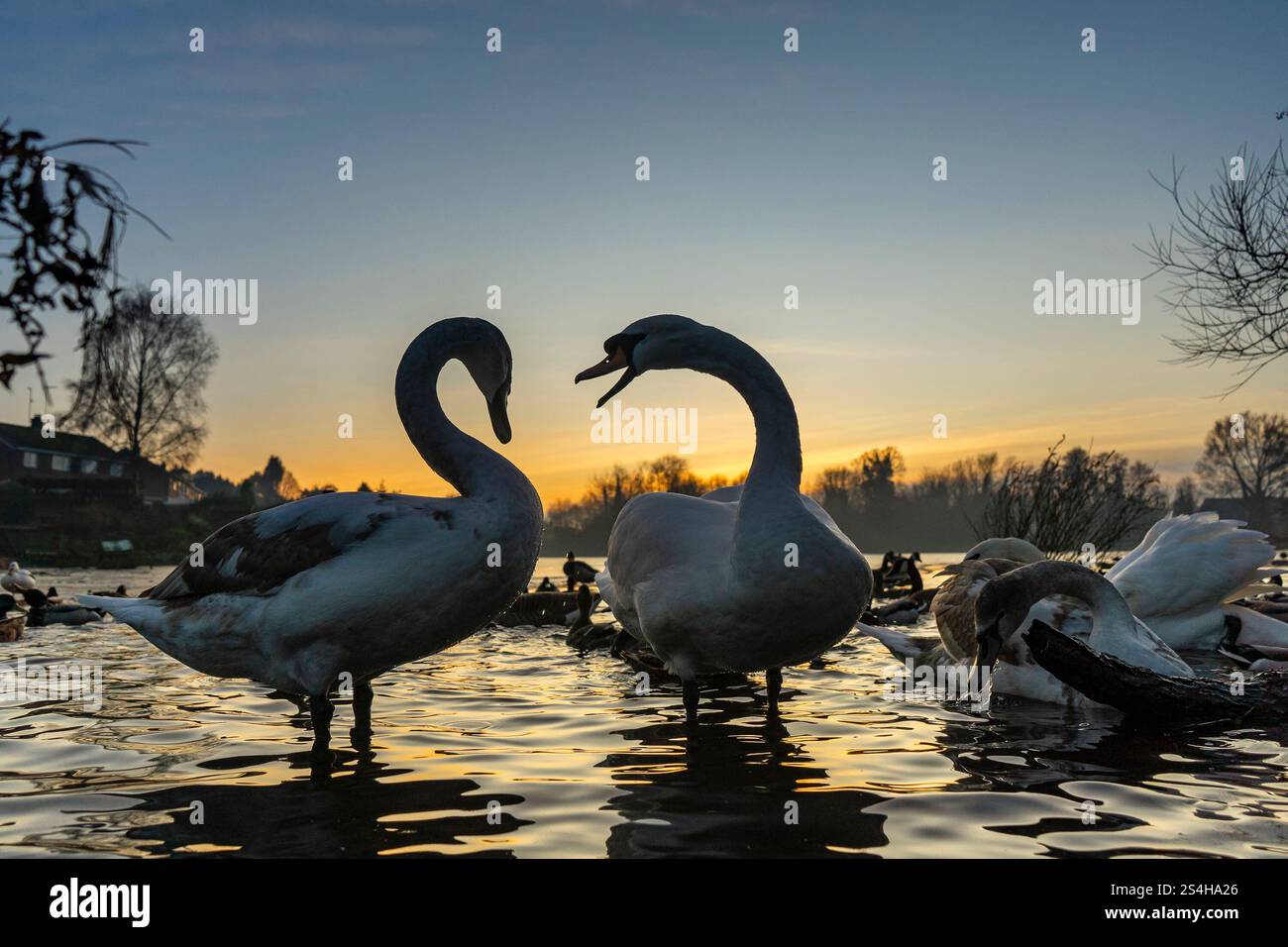 Kidderminster, Regno Unito. 12 gennaio 2025. Meteo nel Regno Unito: Mentre il sole tramonta in un giorno in cui le temperature colpiscono effettivamente quattro gradi (!), questo cigno ha qualcosa da gridare ora che la piscina ghiacciata che chiama casa scorre ancora una volta liberamente mentre il ghiaccio si scioglie. Crediti: Lee Hudson/Alamy Live News Foto Stock