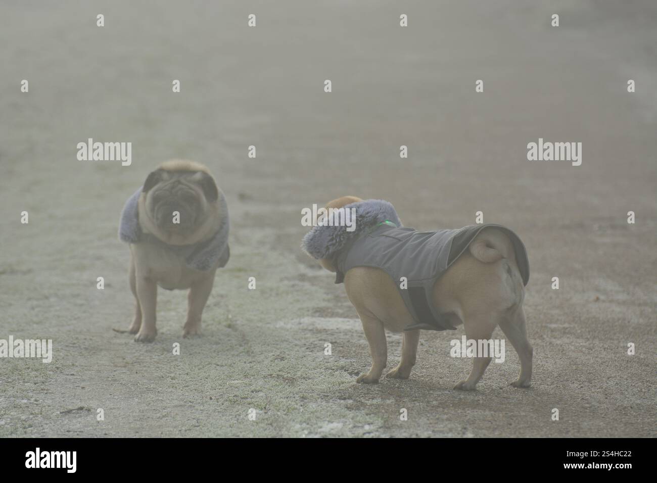 Londra, Regno Unito. 12 gennaio 2025. Meteo nel Regno Unito. Due cani da cane avvolti in abiti invernali si stagliano su un sentiero nebbioso del canale, mentre la nebbia gelida e il ghiaccio continuano in tutto il Regno Unito. Crediti: Flavia Brilli/Alamy Live News Foto Stock