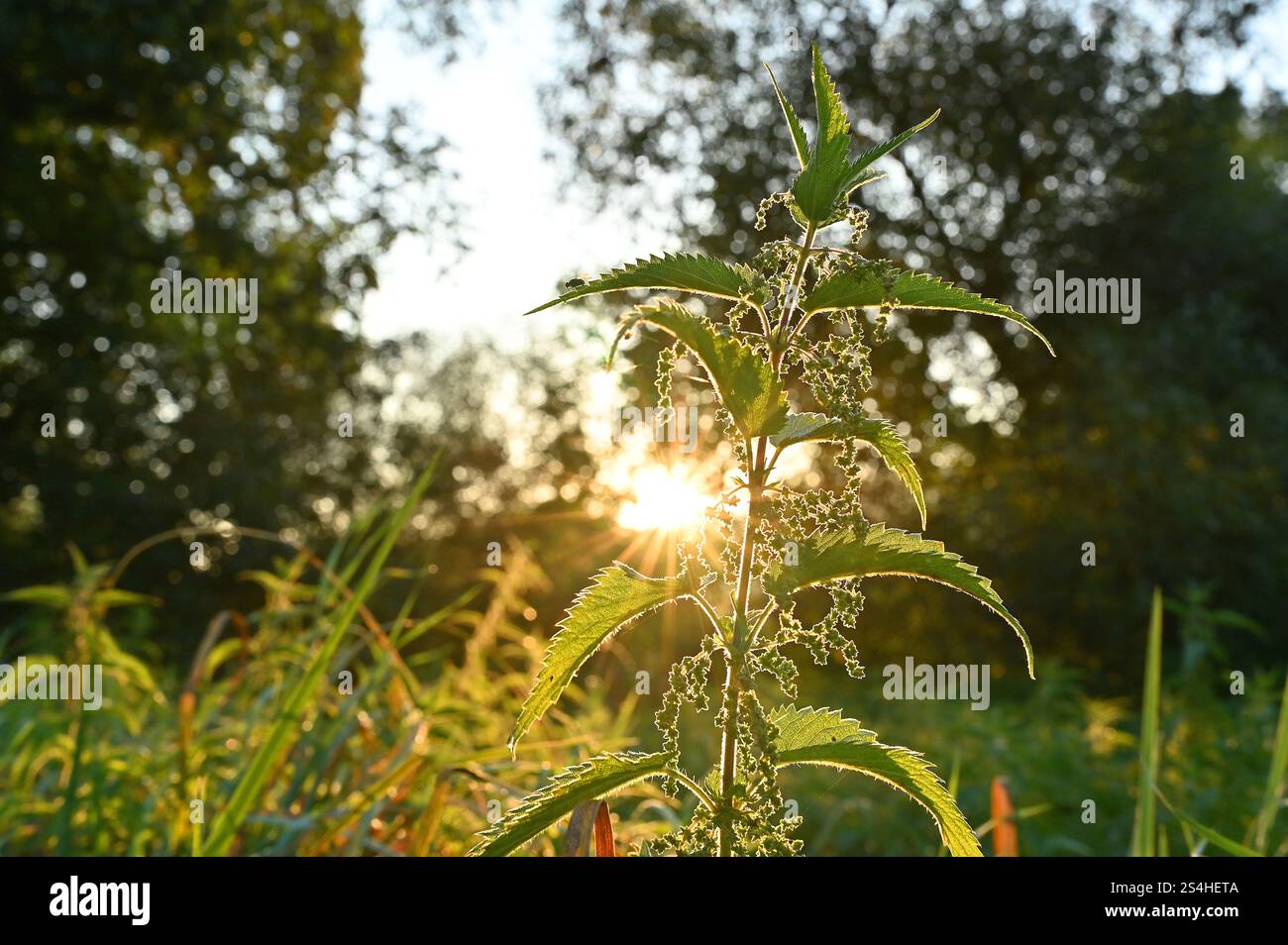 Prato naturale di erbe selvatiche di Stinging Nettles davanti al sole del mattino dietro la luce del paesaggio naturale. Foto Stock