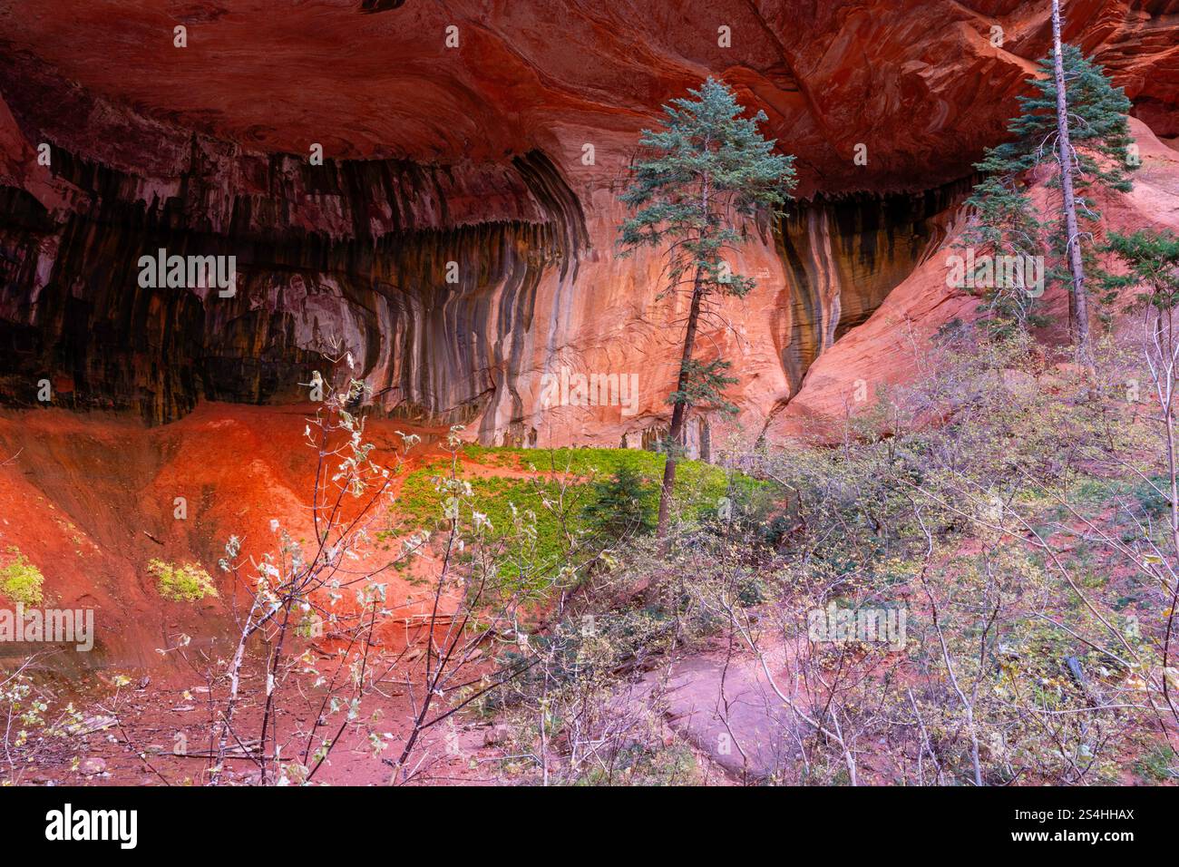 Alcove a doppio arco. Vista da un'escursione mattutina lungo Taylor Creek, Kolob Canyons, Zion National Park, Springdale, Utah, STATI UNITI. Foto Stock