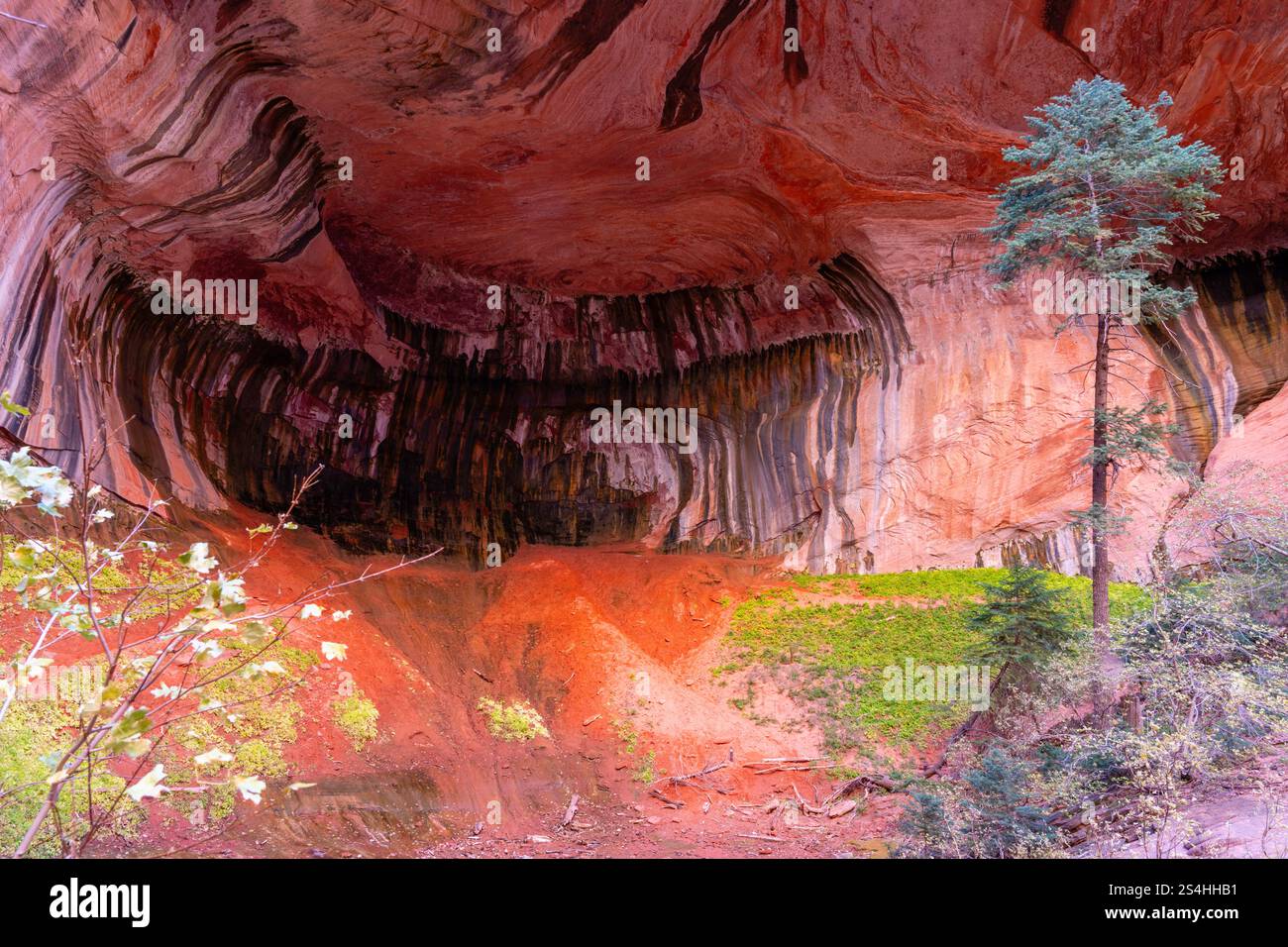 Alcove a doppio arco. Vista da un'escursione mattutina lungo Taylor Creek, Kolob Canyons, Zion National Park, Springdale, Utah, STATI UNITI. Foto Stock