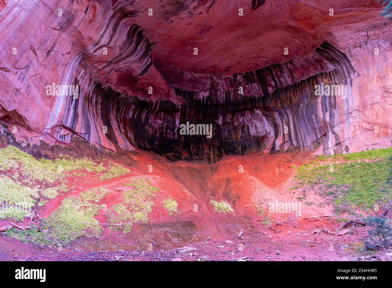 Alcove a doppio arco. Vista da un'escursione mattutina lungo Taylor Creek, Kolob Canyons, Zion National Park, Springdale, Utah, STATI UNITI. Foto Stock