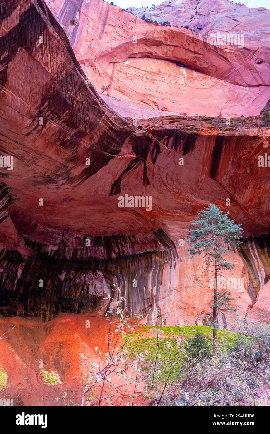 Alcove a doppio arco. Vista da un'escursione mattutina lungo Taylor Creek, Kolob Canyons, Zion National Park, Springdale, Utah, STATI UNITI. Foto Stock
