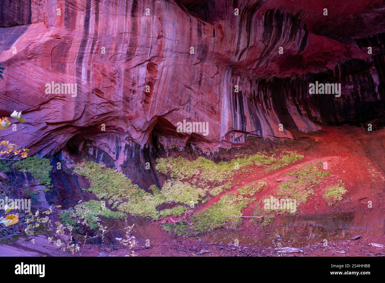 Alcove a doppio arco. Vista da un'escursione mattutina lungo Taylor Creek, Kolob Canyons, Zion National Park, Springdale, Utah, STATI UNITI. Foto Stock