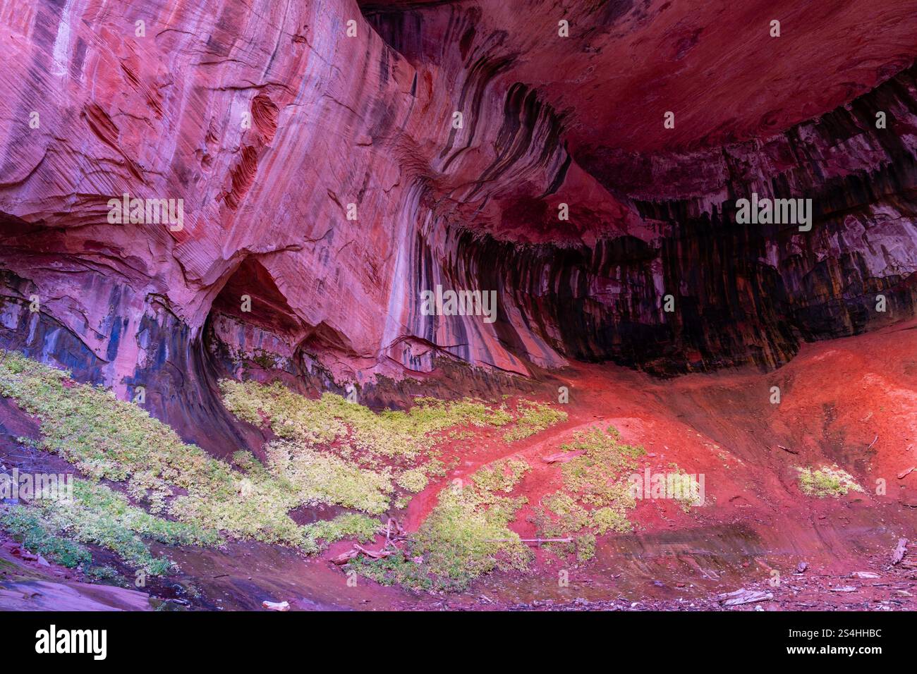 Alcove a doppio arco. Vista da un'escursione mattutina lungo Taylor Creek, Kolob Canyons, Zion National Park, Springdale, Utah, STATI UNITI. Foto Stock