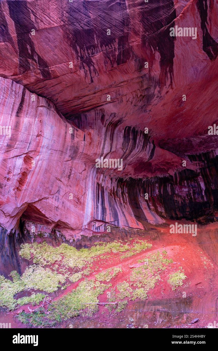 Alcove a doppio arco. Vista da un'escursione mattutina lungo Taylor Creek, Kolob Canyons, Zion National Park, Springdale, Utah, STATI UNITI. Foto Stock
