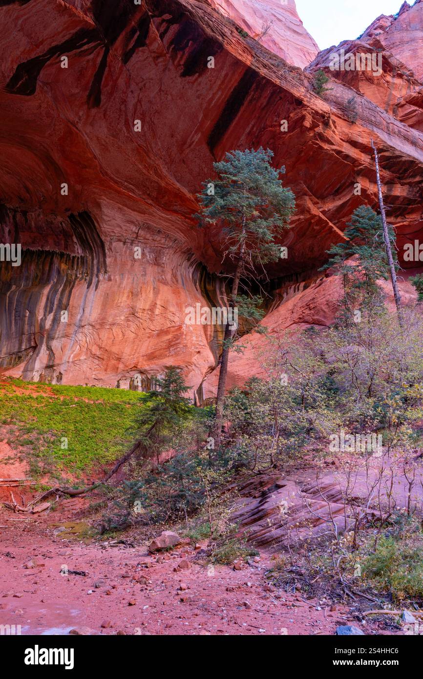 Alcove a doppio arco. Vista da un'escursione mattutina lungo Taylor Creek, Kolob Canyons, Zion National Park, Springdale, Utah, STATI UNITI. Foto Stock
