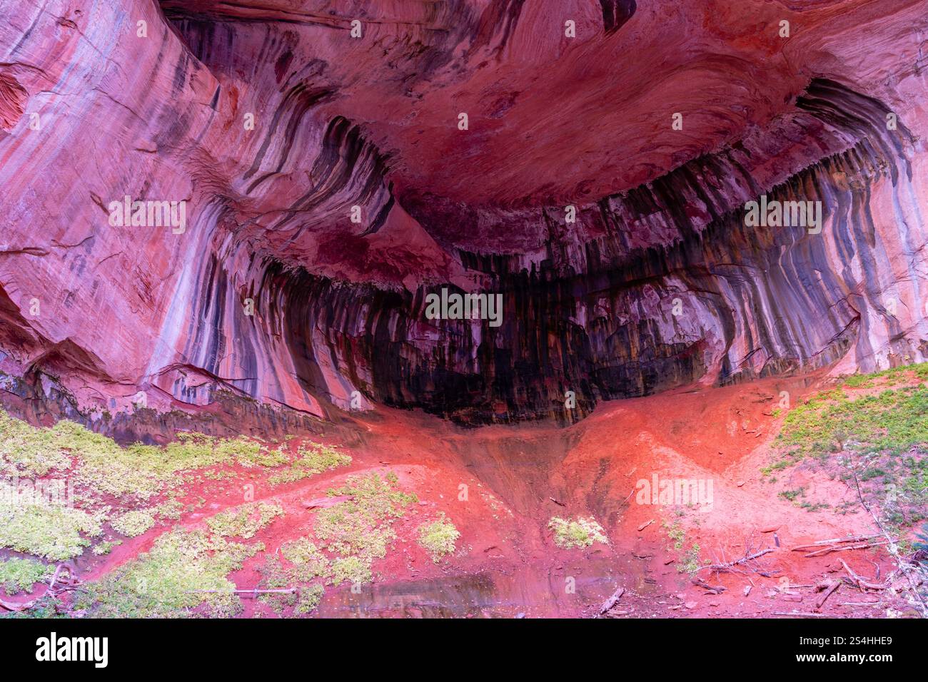 Alcove a doppio arco. Vista da un'escursione mattutina lungo Taylor Creek, Kolob Canyons, Zion National Park, Springdale, Utah, STATI UNITI. Foto Stock