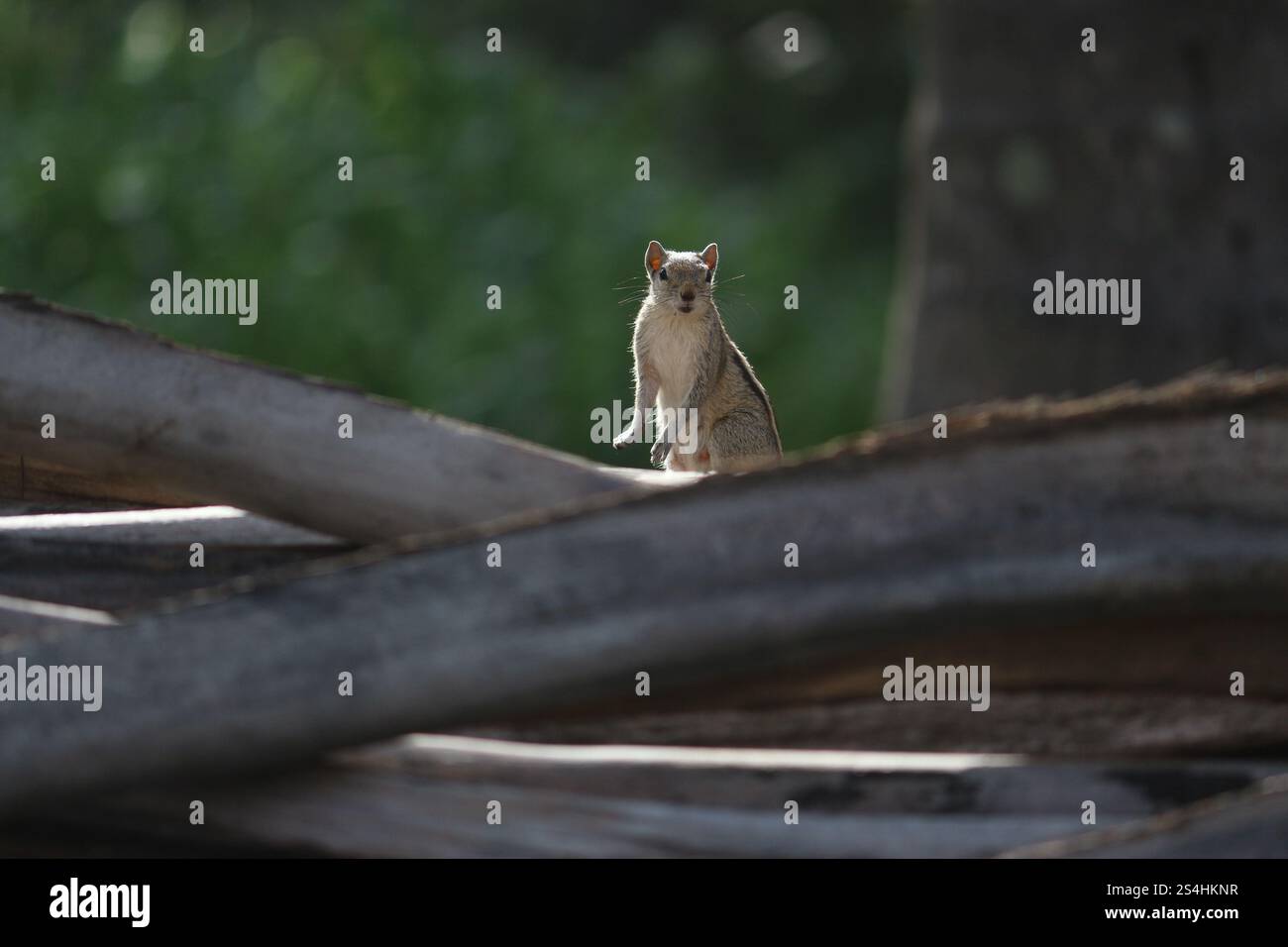 Quando stai solo cercando di guardare il mondo passare Foto Stock