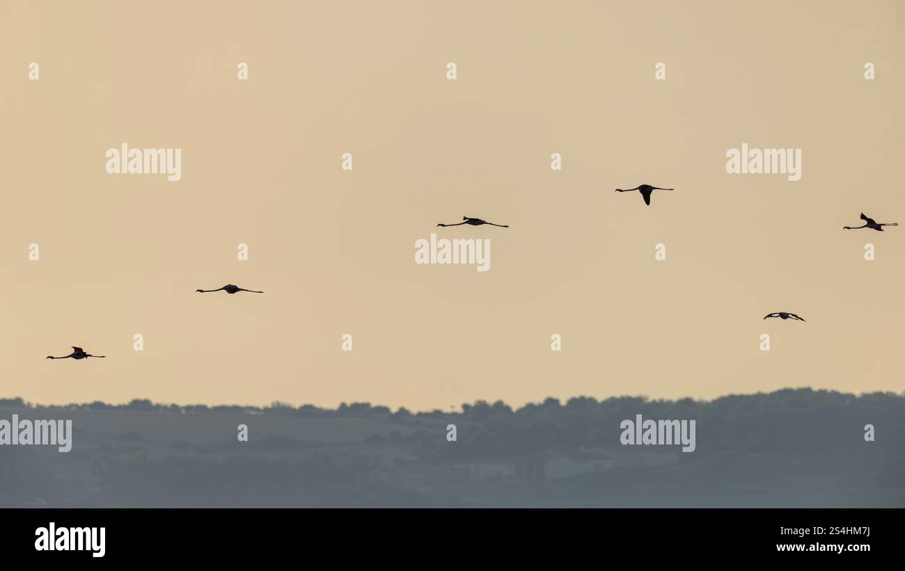 Il volo dei fenicotteri rosa al tramonto in controluce. Foto Stock