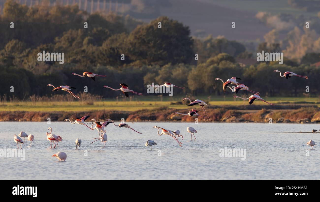 Il volo dei fenicotteri rosa (Phoenicopterus roseus). Foto Stock