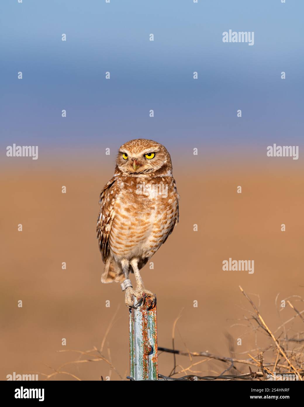 Gufo scavato a fasce appollaiato su un palo di recinzione Foto Stock