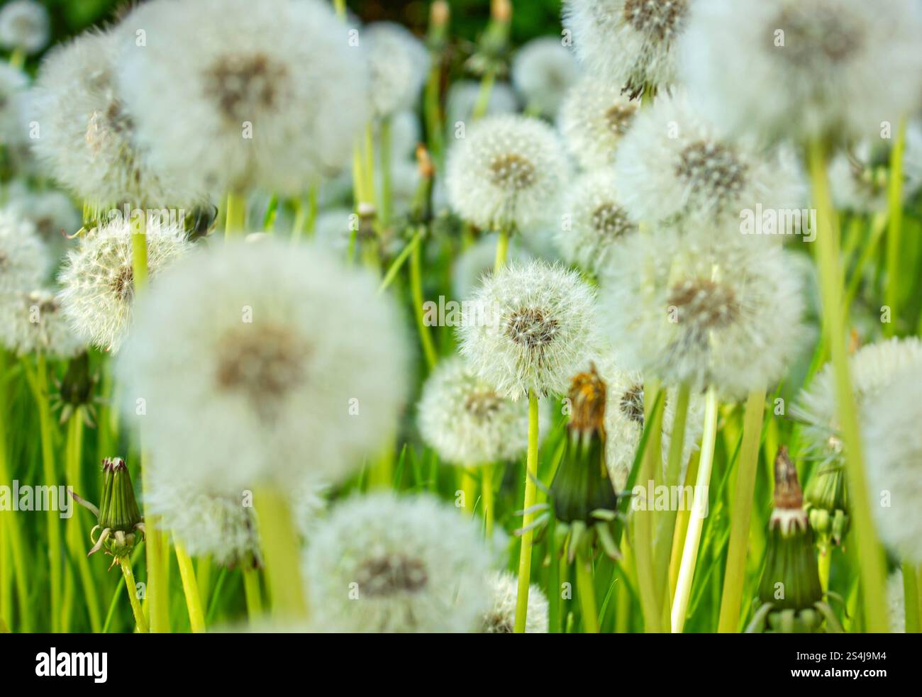 Molti fiori bianchi di dente di leone nel primo piano dell'erba verde. Sfondo organico. Foto Stock
