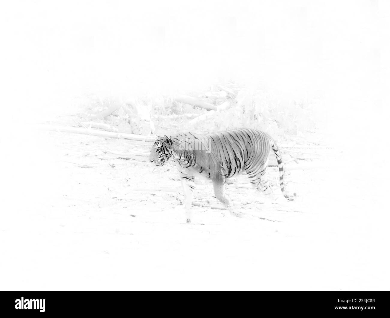 Tigre, Panthera tigris a Kabini. Parco nazionale di Nagarahole, India Foto Stock
