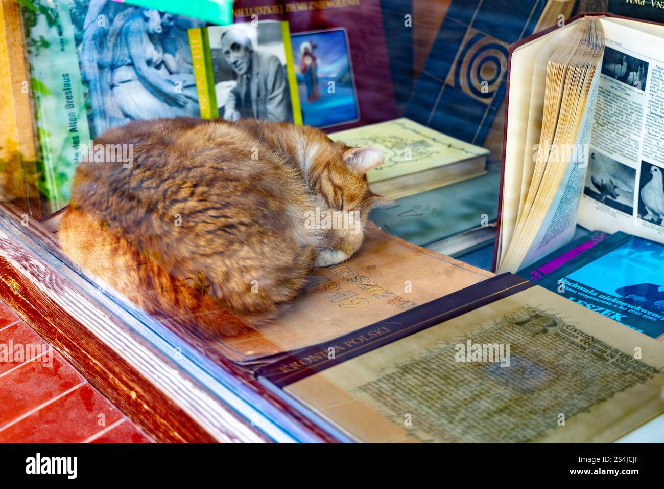 Gatto che dorme nella vetrina della libreria Antykwariat Naukowy, Old Town, Wroclaw, Polonia Foto Stock