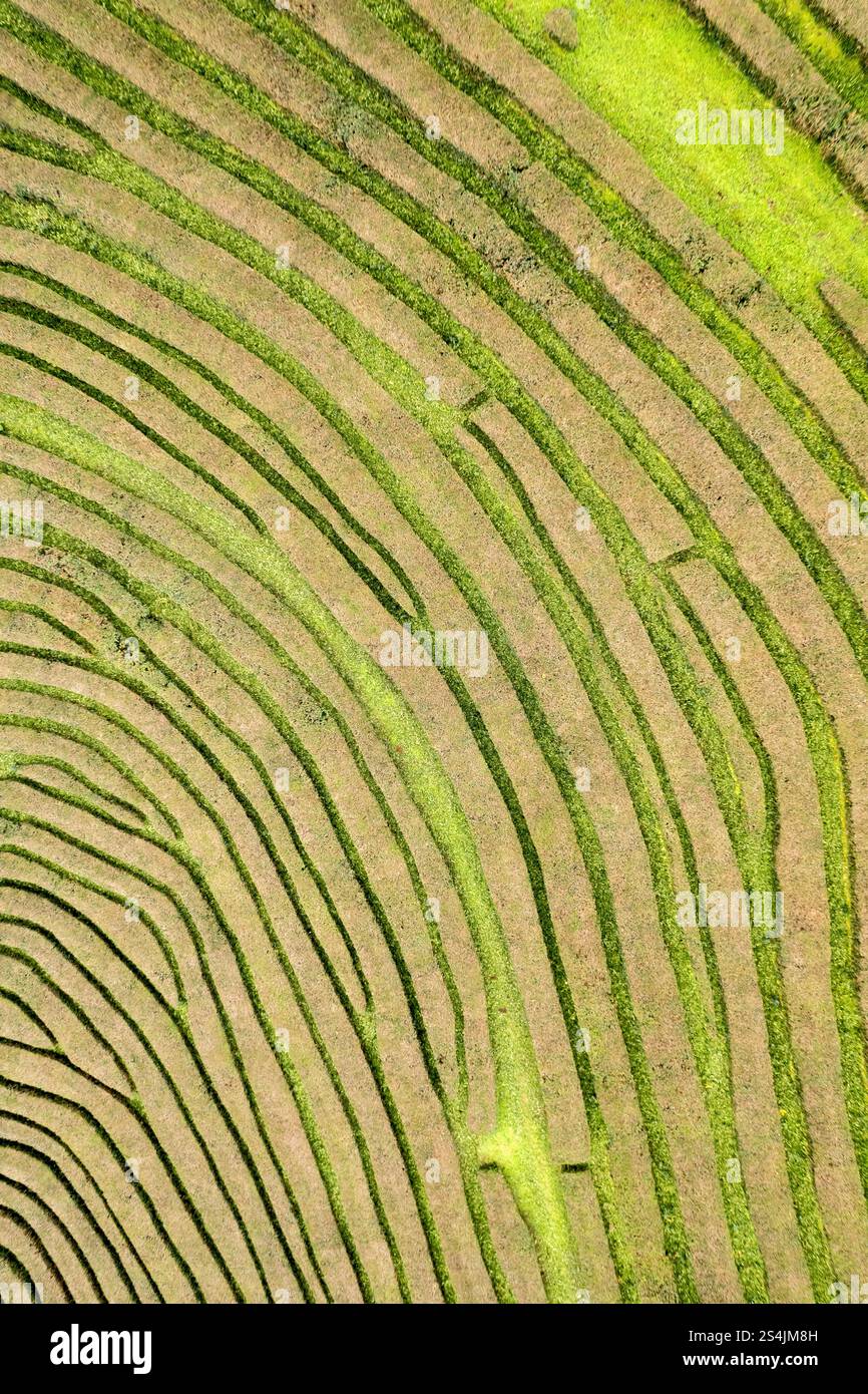 Piantagioni di tè nell'isola di Sao Miguel, uniche in Europa. Isole Azzorre, Portogallo. Vista sui droni Zenithal Foto Stock