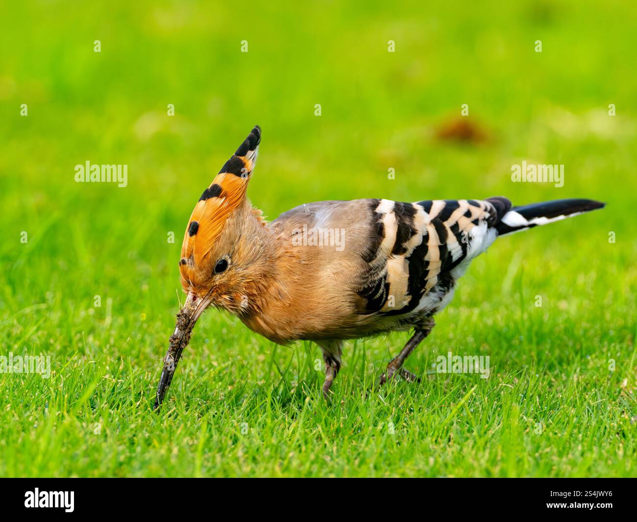 Hoopoe eurasiatica, Upupa epops, sui giardini dell'hotel Four Seasons, Alessandria, Egitto Foto Stock