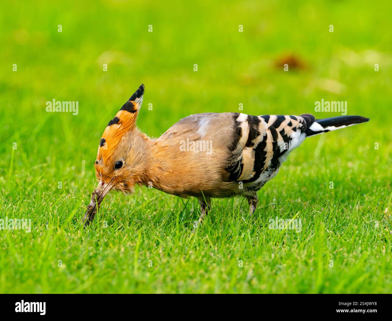 Hoopoe eurasiatica, Upupa epops, sui giardini dell'hotel Four Seasons, Alessandria, Egitto Foto Stock