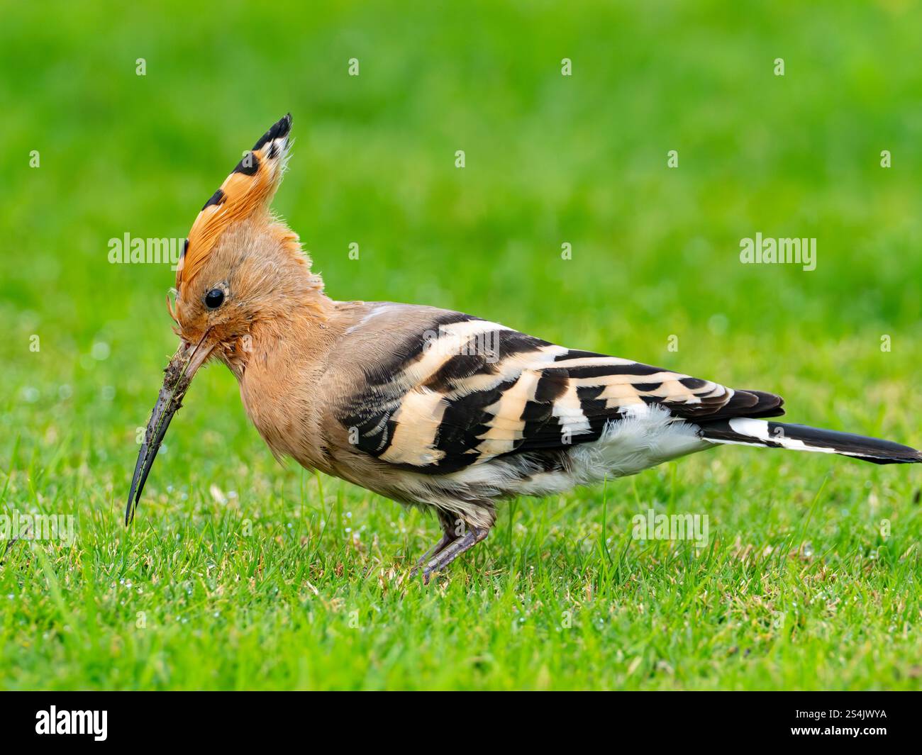 Hoopoe eurasiatica, Upupa epops, sui giardini dell'hotel Four Seasons, Alessandria, Egitto Foto Stock