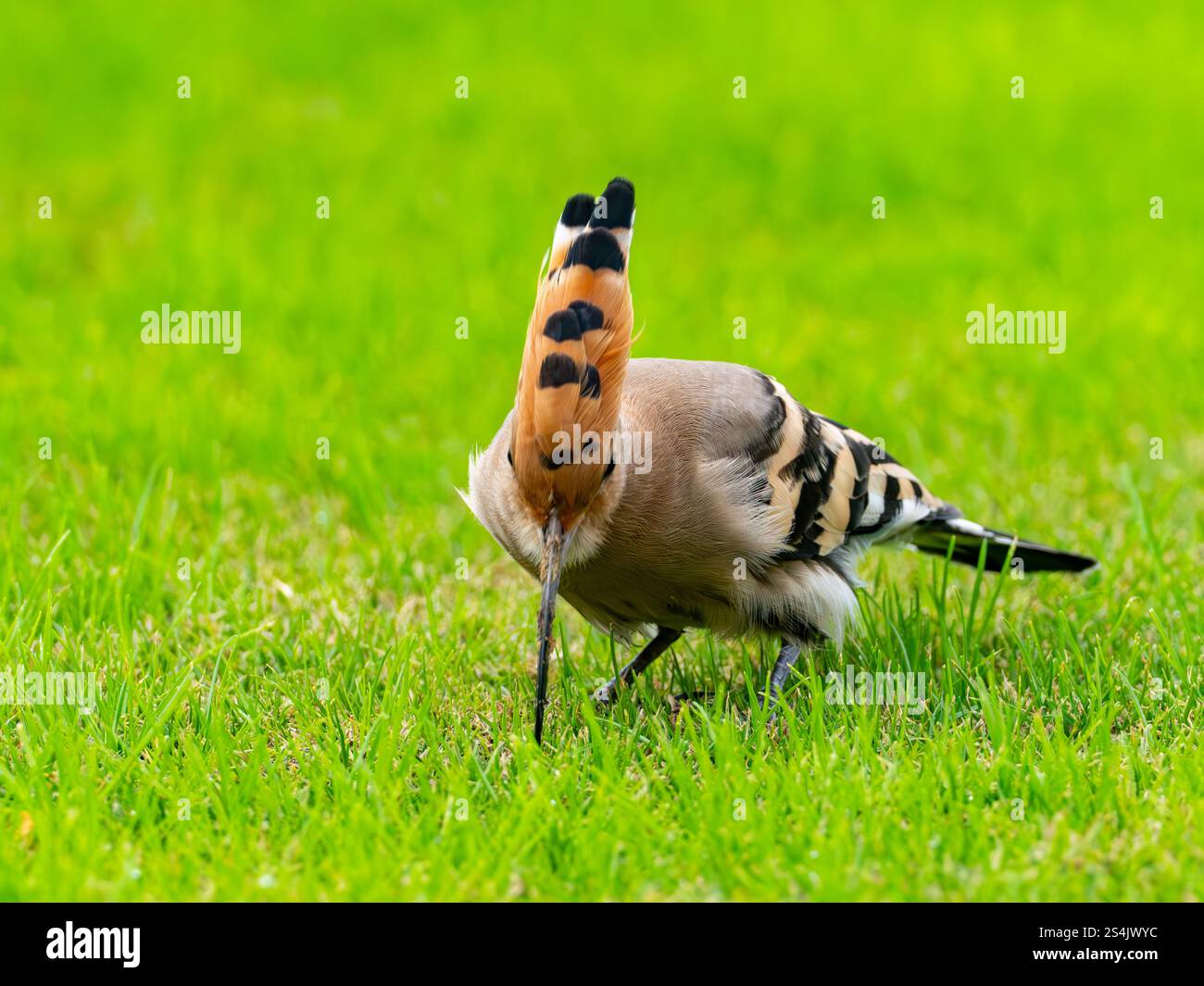 Hoopoe eurasiatica, Upupa epops, sui giardini dell'hotel Four Seasons, Alessandria, Egitto Foto Stock