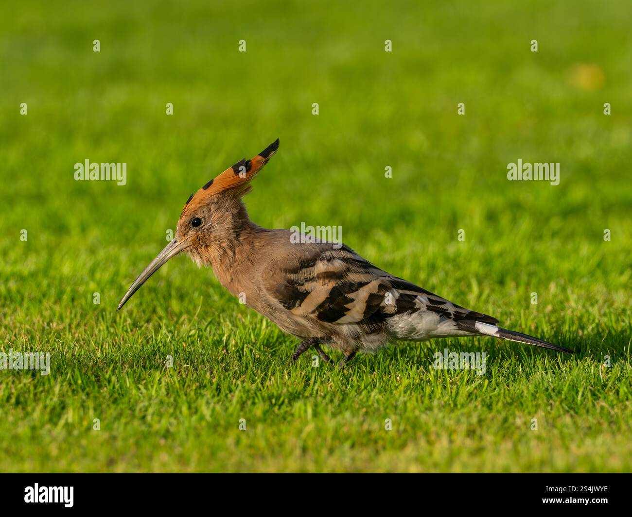 Hoopoe eurasiatica, Upupa epops, sui giardini dell'hotel Four Seasons, Alessandria, Egitto Foto Stock