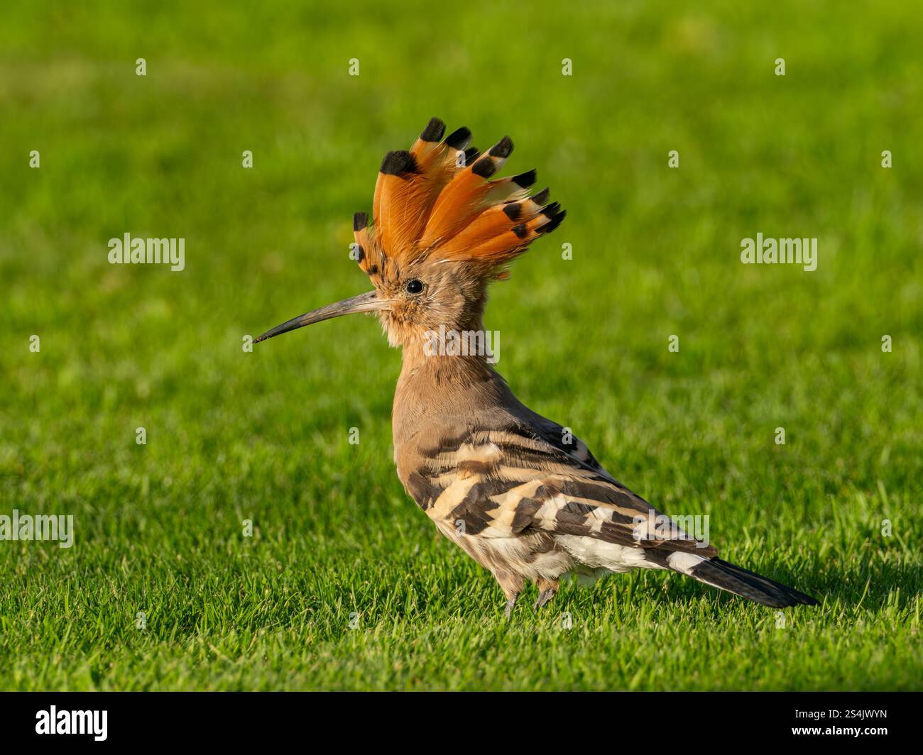 Hoopoe eurasiatica, Upupa epops, sui giardini dell'hotel Four Seasons, Alessandria, Egitto Foto Stock