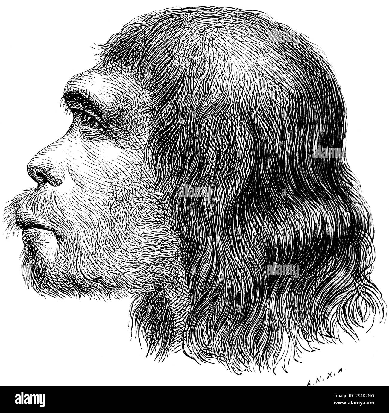 Profilo della testa di un Neanderthal, Neanderthal (Homo neanderthalensis), gola calcarea ad est di Duesseldorf, paesaggio calcareo montano, capelli Foto Stock