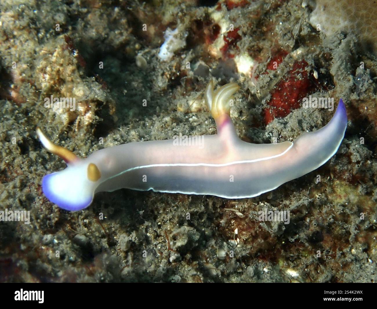 Lumaca stellare con corpo rosa e bordi blu-viola, lumaca stellare di Bullock (Hypselodoris bullockii), sulla barriera corallina, sito di immersione Prapat, Penyapangan, Bali, poll Foto Stock