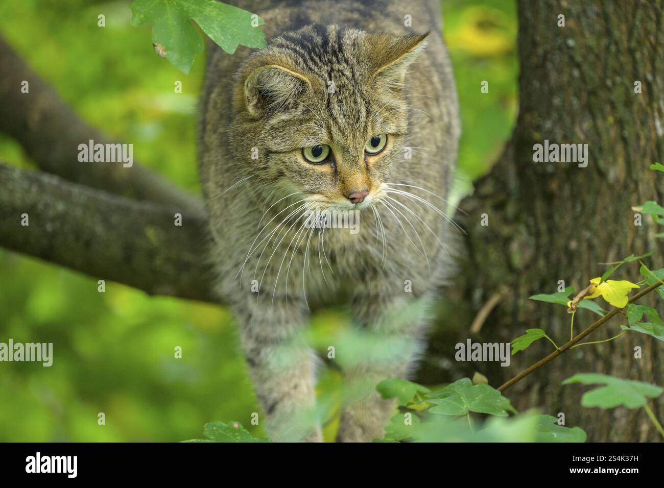 gatto selvatico europeo o gatto forestale (Felis silvestris) nel recinto di gatto selvatico presso la Casa del Parco Nazionale Thayatal, Hardegg, bassa Austria, Austria, Europ Foto Stock
