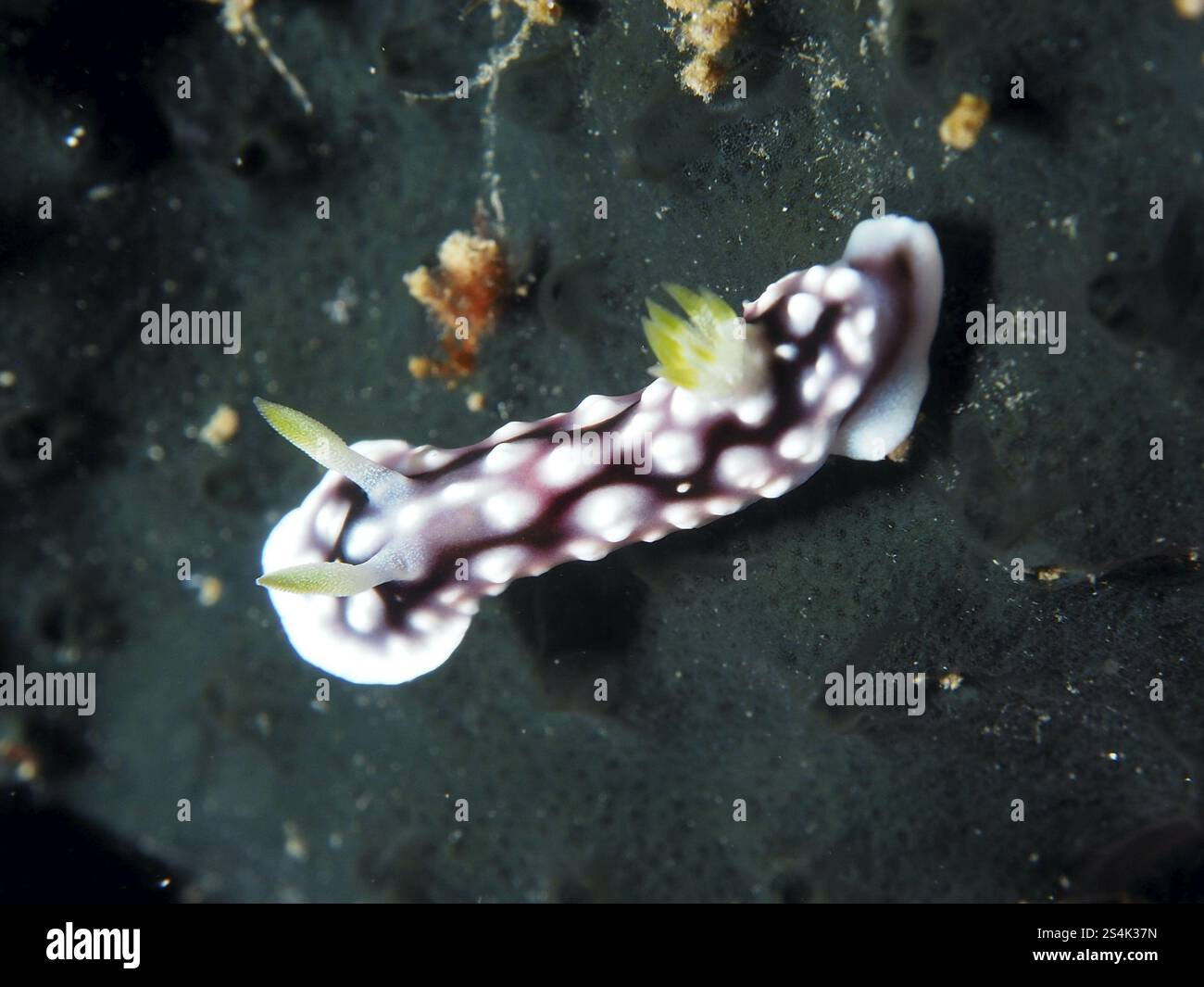 Lumaca di mare rosa-bianca, nudibranca gialla (Ardeadoris angustolutea), su substrato scuro, sito di immersione Gondol Reef, Gondol, Bali, Indonesia, Asia Foto Stock