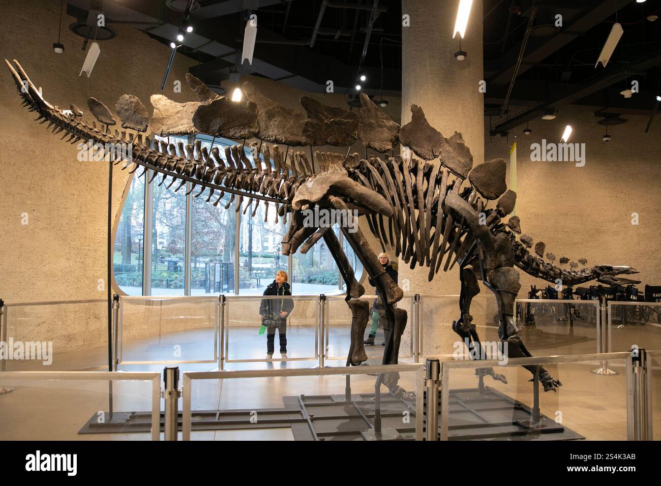 New York, USA.12 dicembre 2024. Il fossile dello stegosauro chiamato "Apex" è in mostra all'American Museum of Natural History di New York, attirando molti visitatori il 12 dicembre 2024. Questo è il fossile di dinosauro più costoso nella storia delle aste, acquistato dal finanziere americano Kenneth C. Griffin per 44,6 milioni di dollari quest'estate e prestato al National Museum of Natural History per una mostra quadriennale. Credito: Liao Pan/China News Service/Alamy Live News Foto Stock