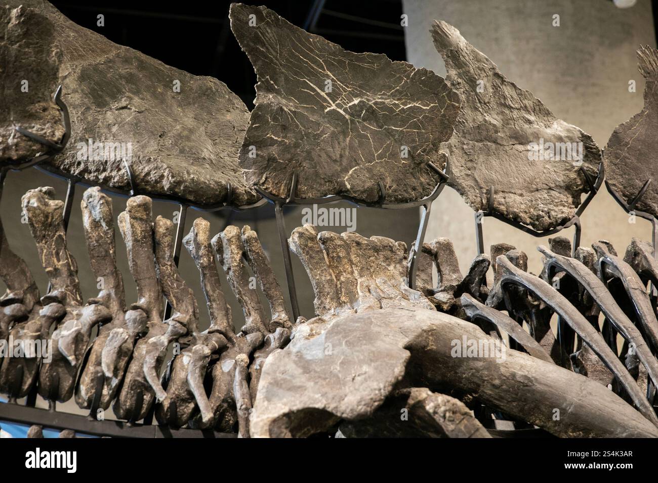 New York, USA.12 dicembre 2024. Il fossile dello stegosauro chiamato "Apex" è in mostra all'American Museum of Natural History di New York, attirando molti visitatori il 12 dicembre 2024. Questo è il fossile di dinosauro più costoso nella storia delle aste, acquistato dal finanziere americano Kenneth C. Griffin per 44,6 milioni di dollari quest'estate e prestato al National Museum of Natural History per una mostra quadriennale. Credito: Liao Pan/China News Service/Alamy Live News Foto Stock