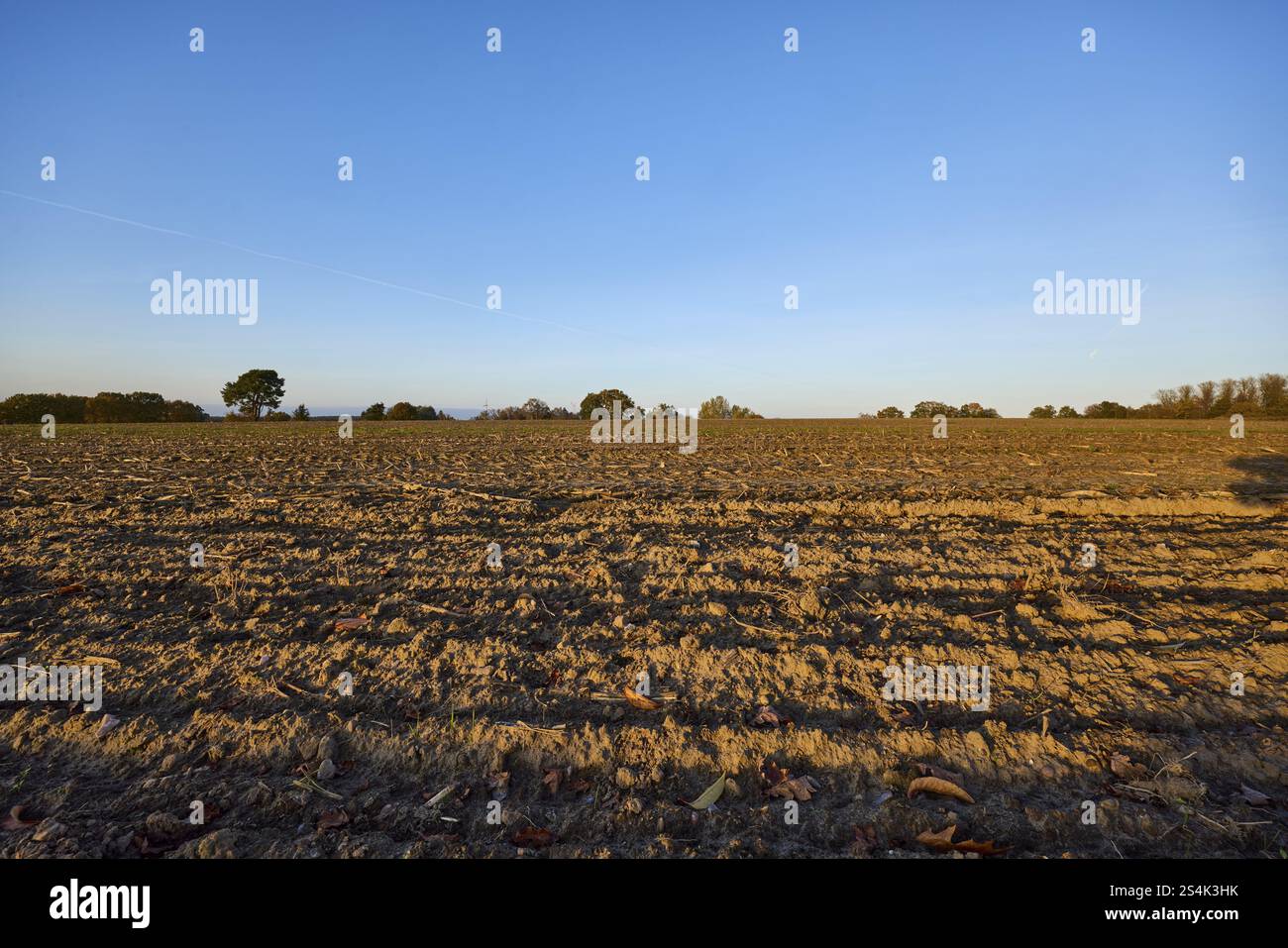 Paesaggio coltivato, campo raccolto, solchi, luce notturna, cielo azzurro senza nuvole, HANSTEDT in der Nordheide, Lueneburger Heide, distretto di Harburg, Foto Stock