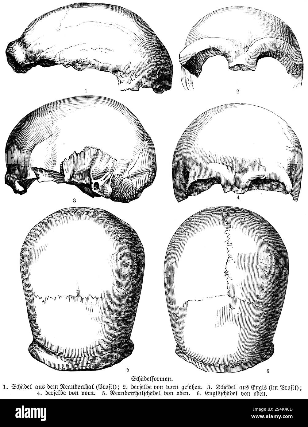 Forme di crani individuali di vari popoli preistorici dalla storia dell'umanità, Neanderthal, cranio di Engis vicino a Liegi, scavi, archeol Foto Stock