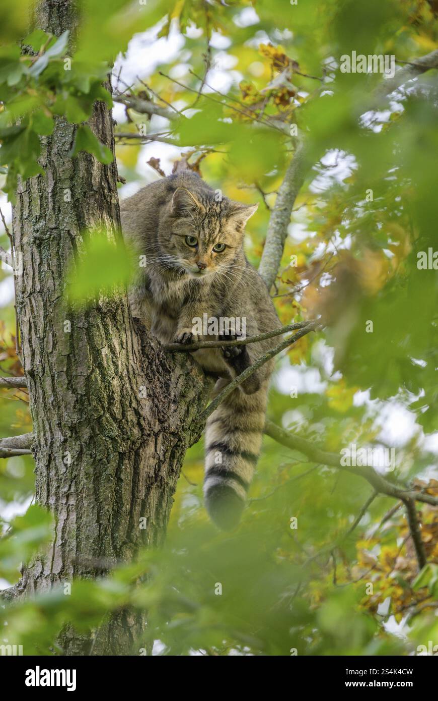 gatto selvatico europeo o gatto forestale (Felis silvestris) nel recinto di gatto selvatico presso la Casa del Parco Nazionale Thayatal, Hardegg, bassa Austria, Austria, Europ Foto Stock