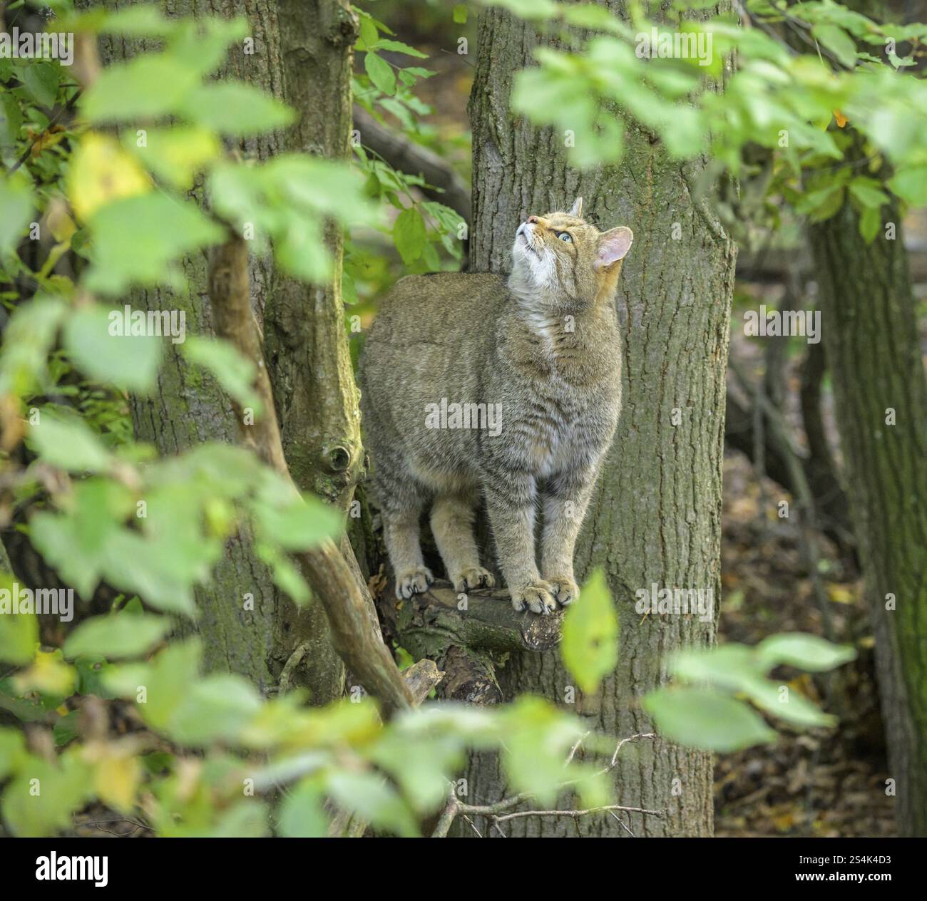 gatto selvatico europeo o gatto forestale (Felis silvestris) nel recinto di gatto selvatico presso la Casa del Parco Nazionale Thayatal, Hardegg, bassa Austria, Austria, Europ Foto Stock