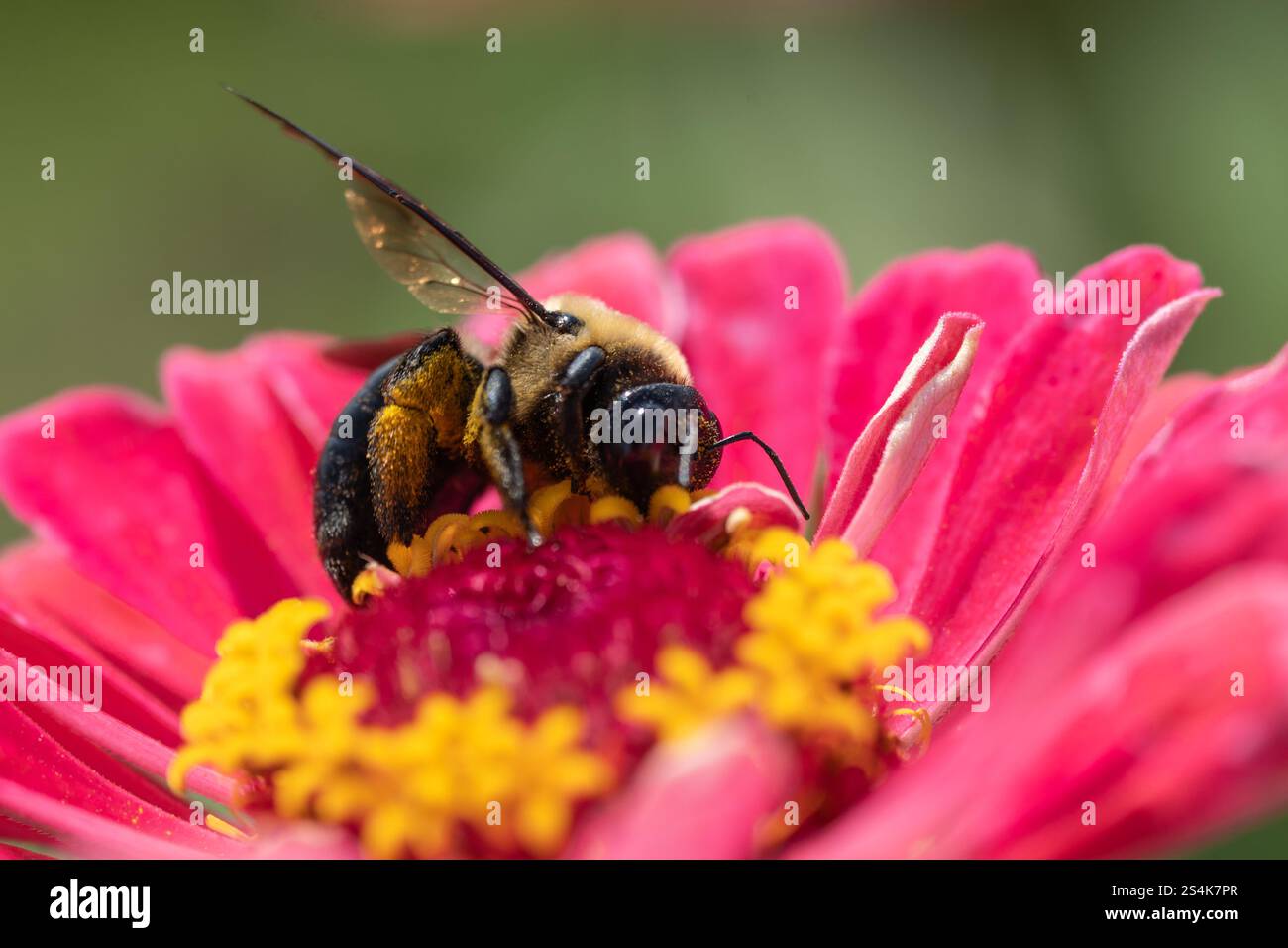 Primo piano di Eastern Bumblebee (Bombus impatiens) che raccoglie polline dal fiore rosa nel giardino estivo Foto Stock