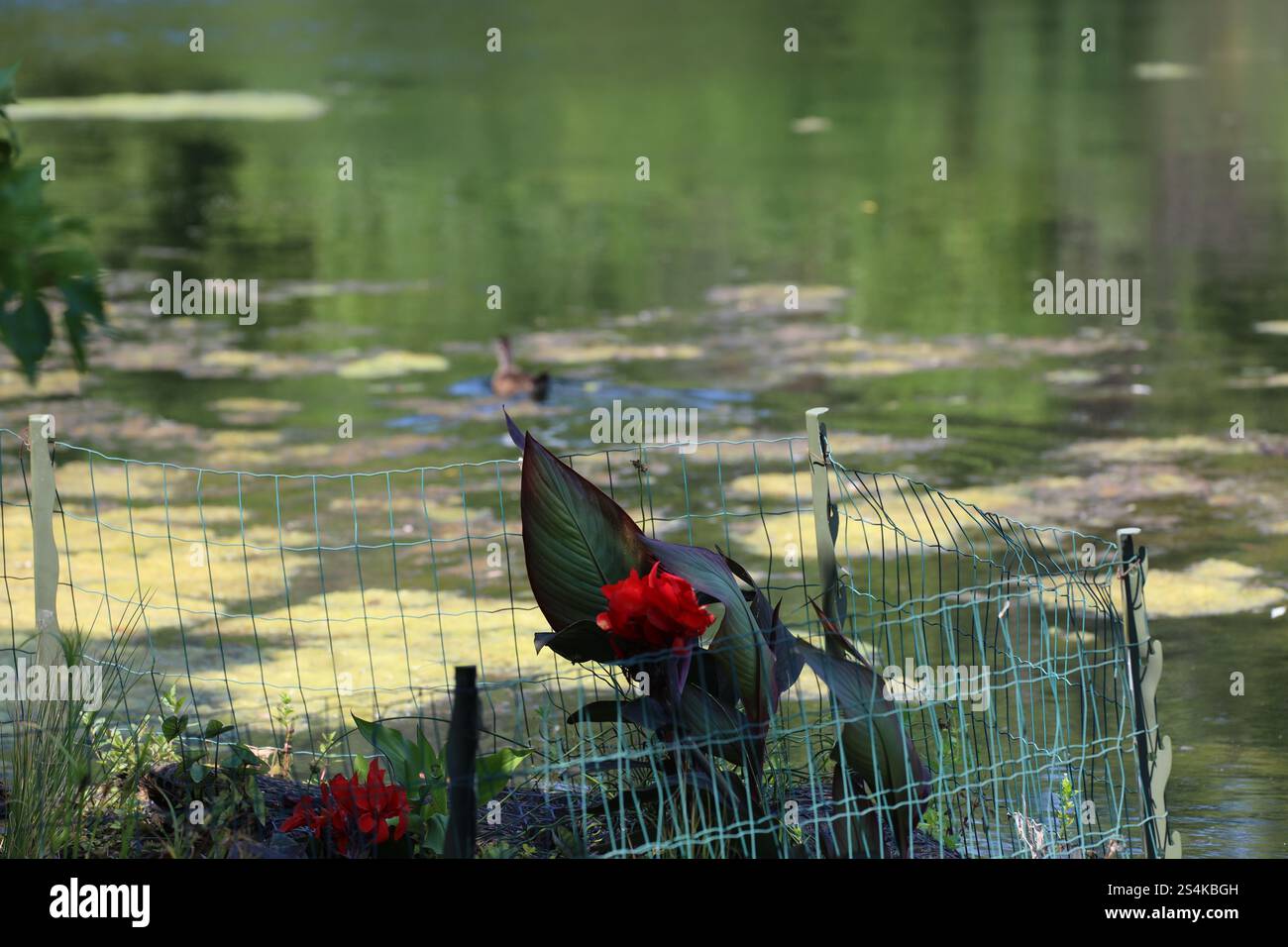 grande fiore rosso in un piccolo giardino recintato Foto Stock
