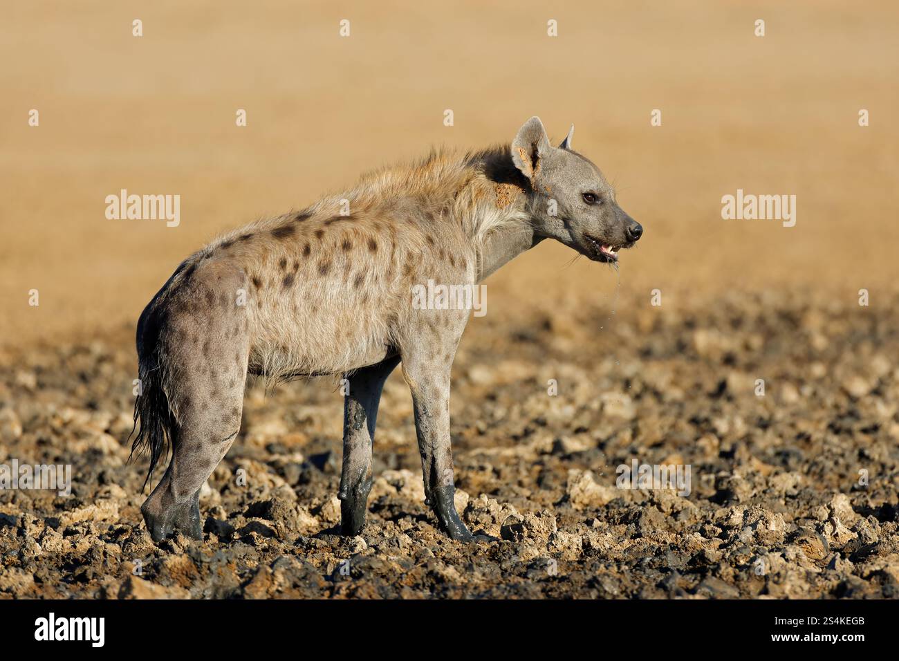 Un spotted hyena (Crocuta crocuta) in habitat naturale, deserto Kalahari, Sud Africa Foto Stock